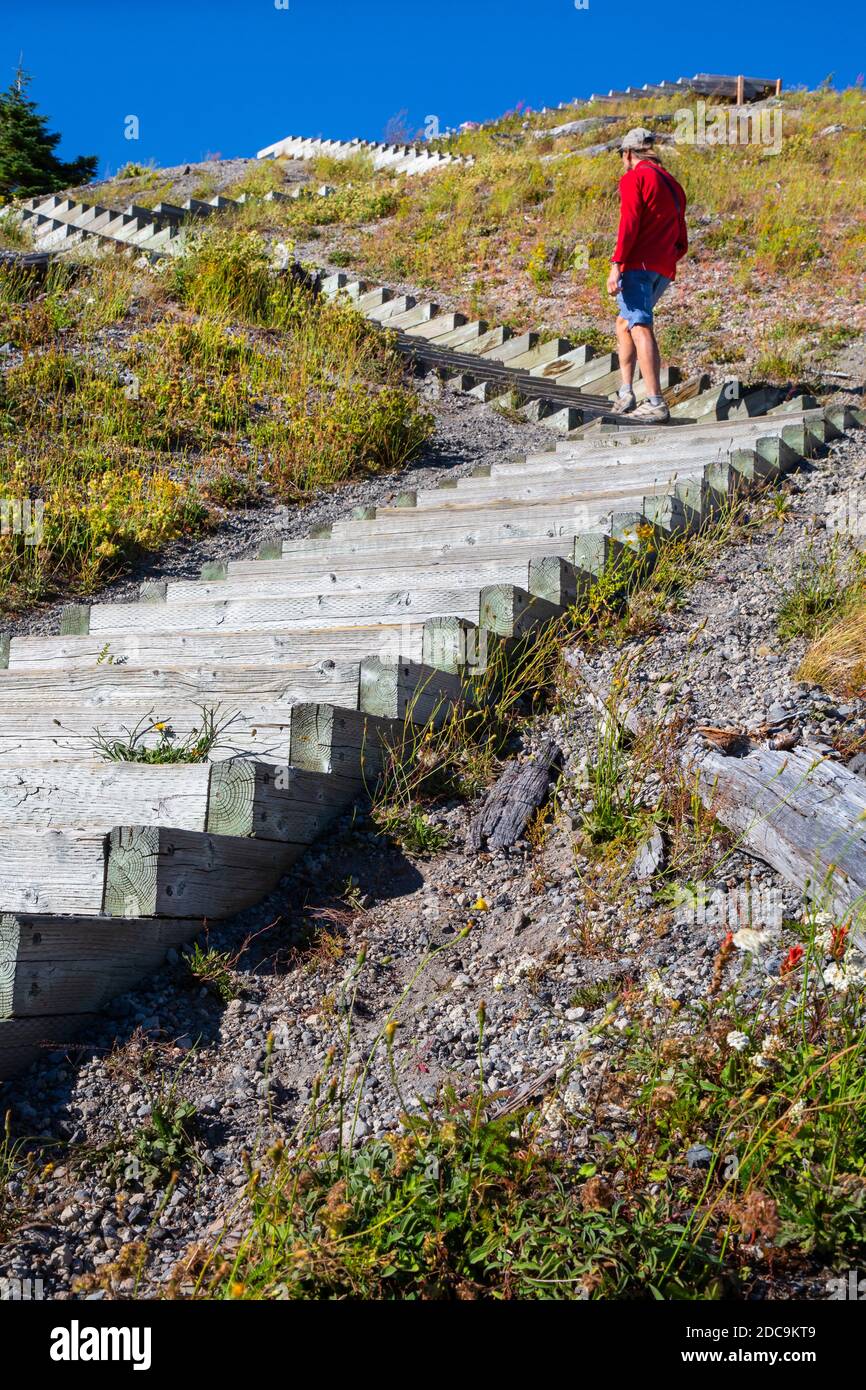 WA18316-00...WASHINGTON - Wanderweg zum Windy Ridge Aussichtspunkt im Mount St. Helens National Volcanic Monument. Stockfoto