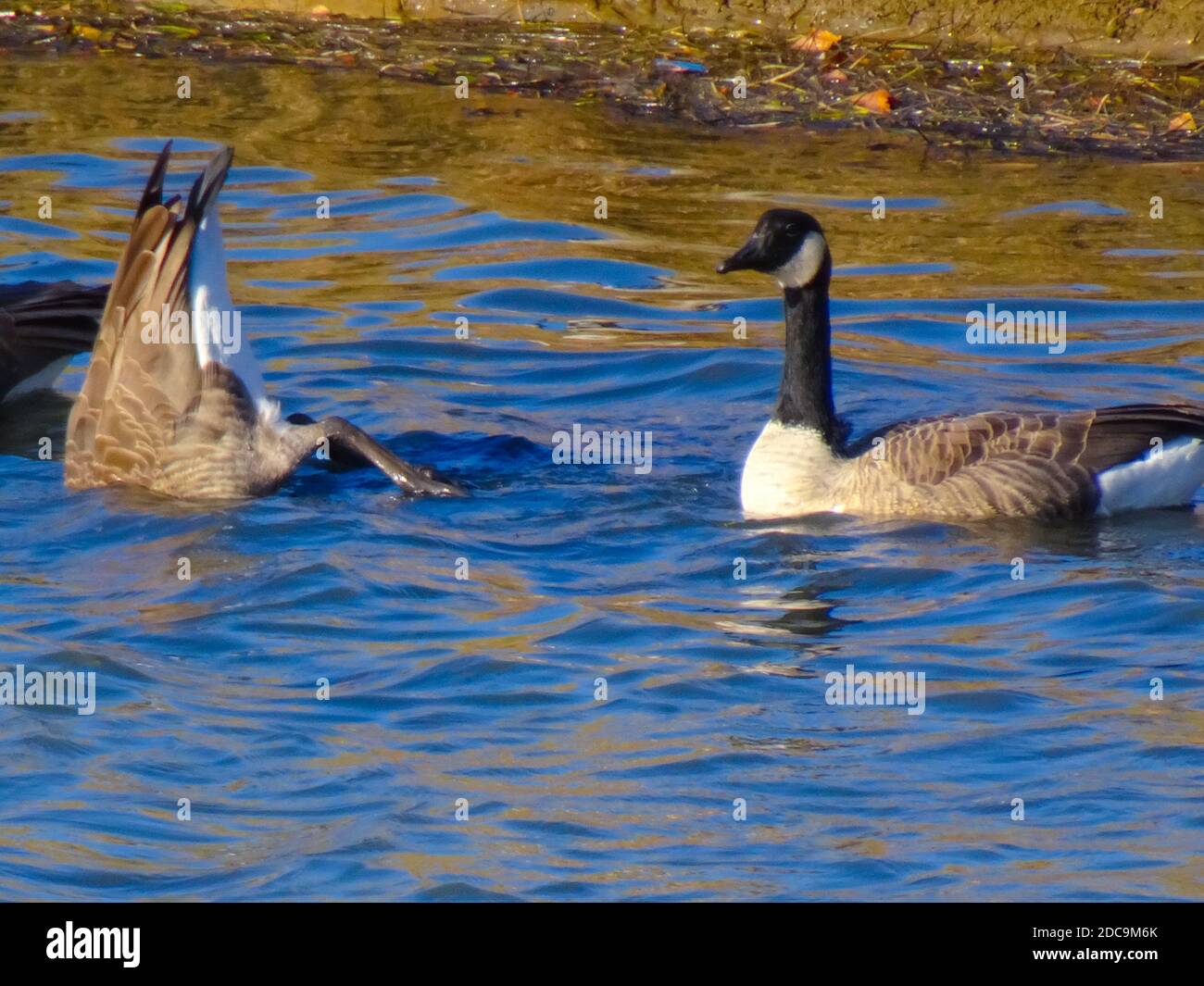 Gänse im Teich schwimmen in einem Stadtpark. Stockfoto