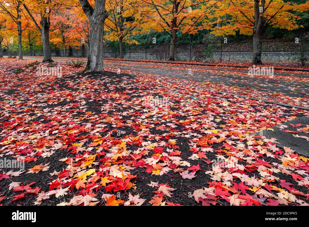 WA17874-00..... WASHINGTON - Herbstfarbe in der Stadt Rentons Gene Coulon Memorial Beach Park. Stockfoto