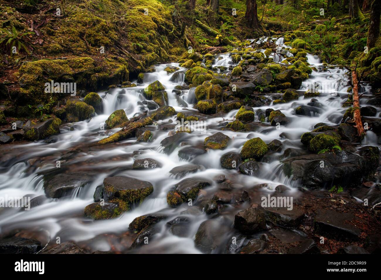 WA17900-00..... WASHINGTON - Creek im Sol Duc Valley des Olympic National Park. Stockfoto