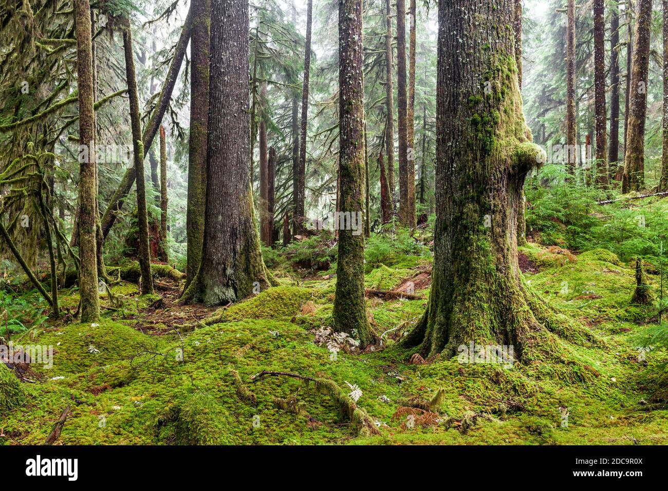 WA17902-00....WASHINGTON - Regenwald entlang des Ancient Groves Trail im Sol Duc Valley des Olympic National Park. Stockfoto