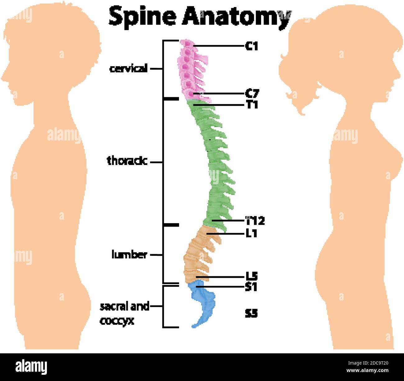 Anatomie der Wirbelsäule oder Wirbelsäulenkurven Infografik Stock Vektor