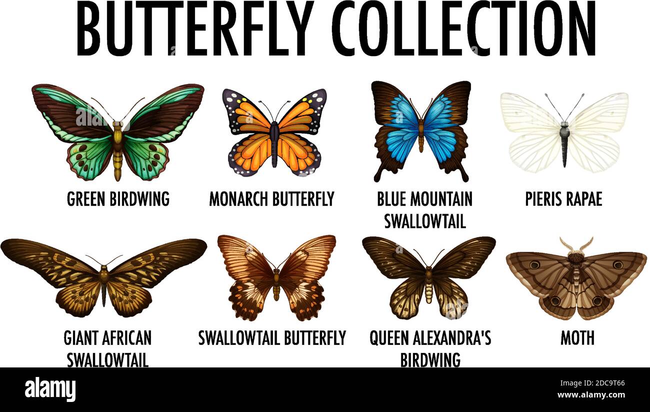 Schmetterling Kollektion auf weißem Hintergrund Illustration Stock Vektor