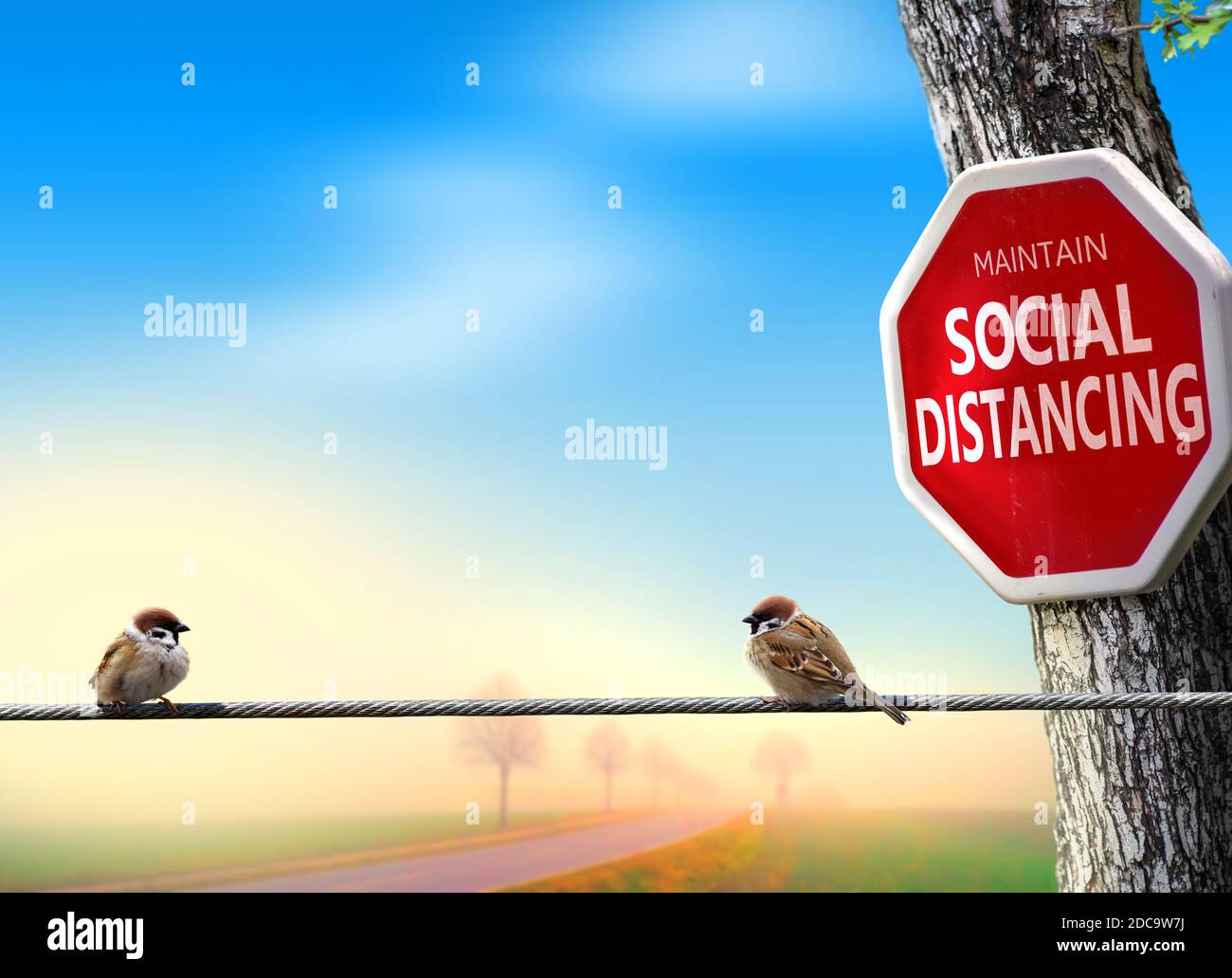 Vögel üben soziale Distanzierung. Coronavirus Awareness Themenkonzept mit Humor. Stockfoto