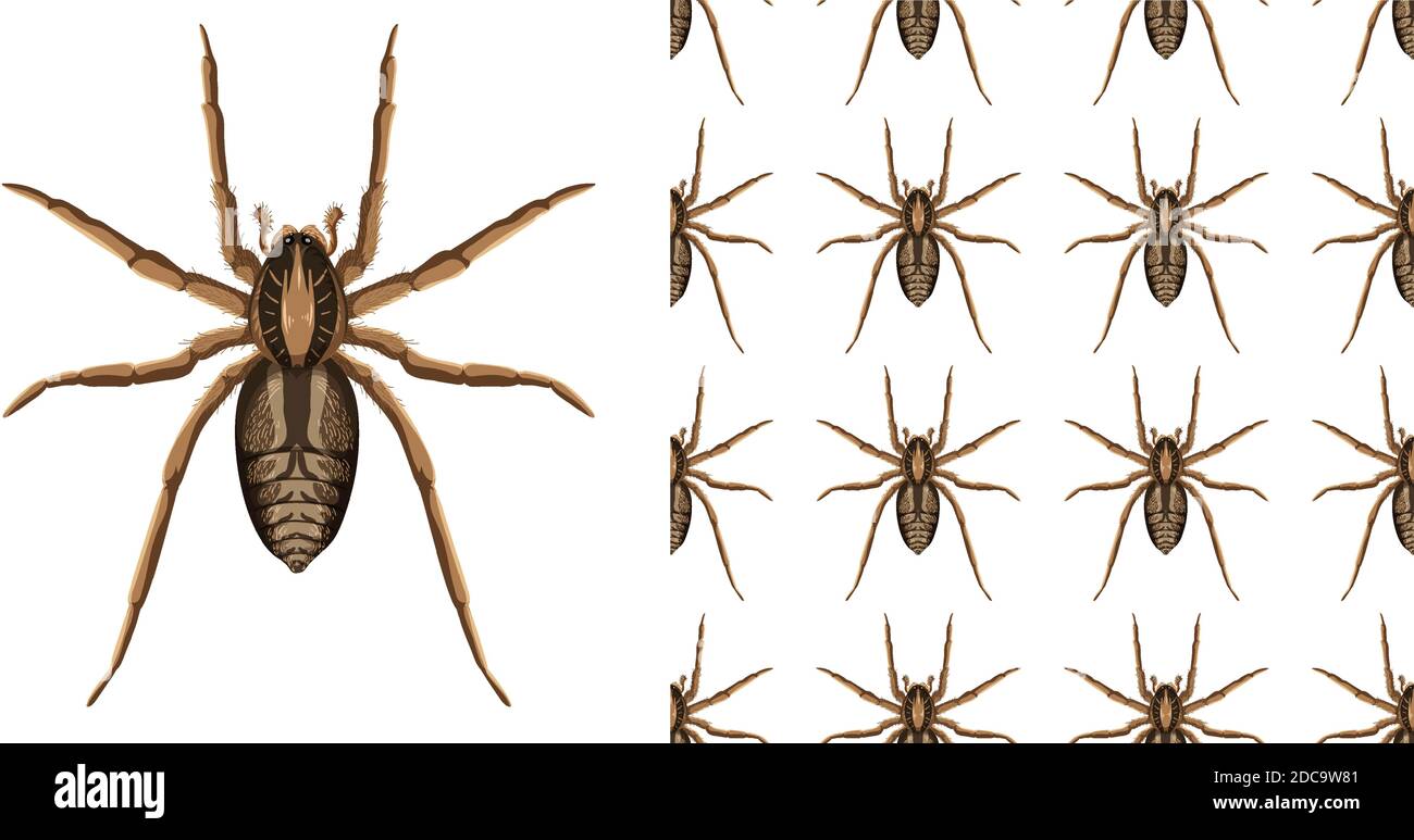 Spinne Insekten isoliert auf weißem Hintergrund und nahtlose Illustration  Stock-Vektorgrafik - Alamy