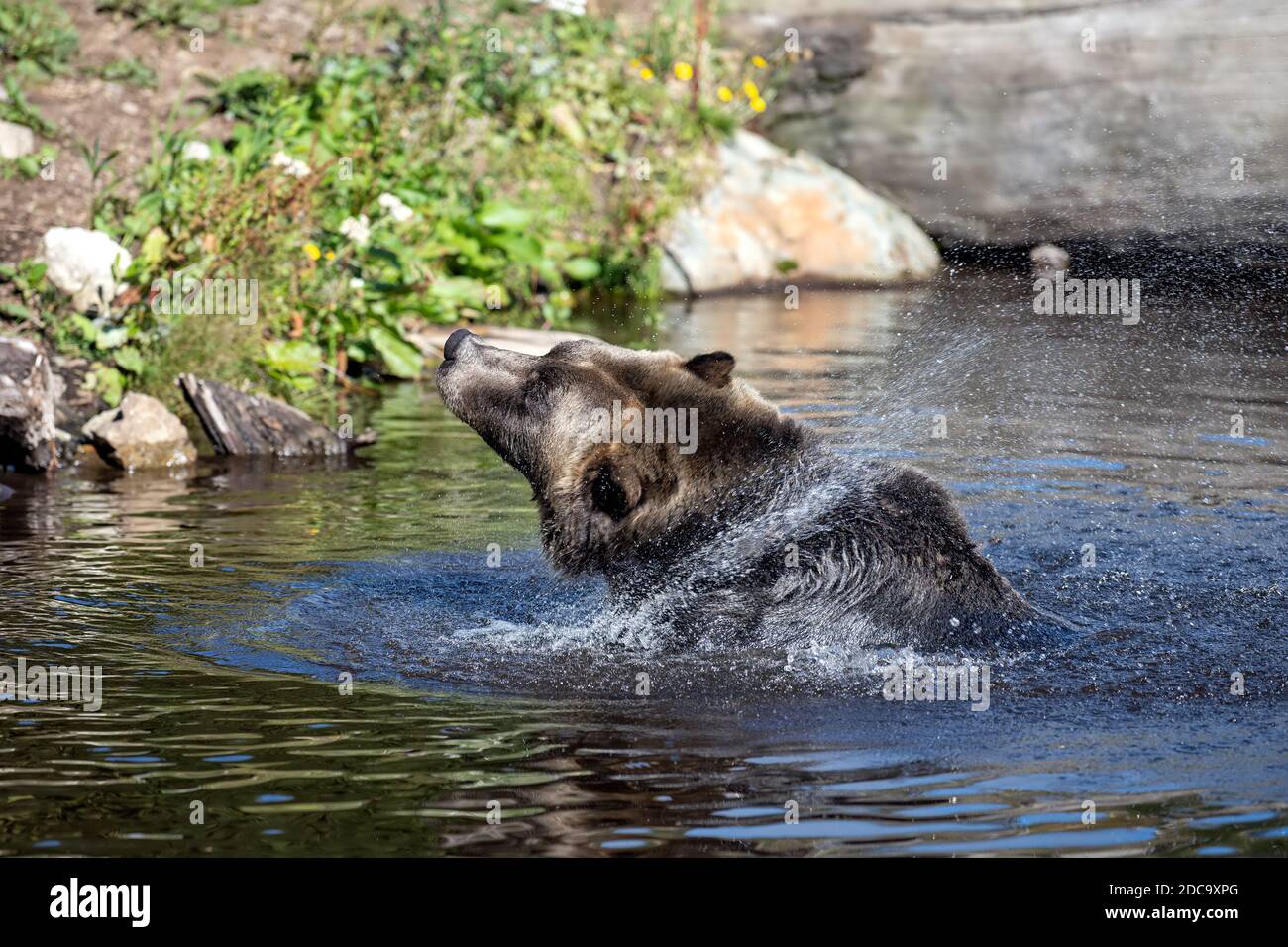 Männlicher Grizzly Bear (Ursus arctos horribilis), der das Wasser aus seinem Fell abschüttelt und einen Wirbel von Wassertröpfchen in der kanadischen Küstenregion British Columbia erzeugt Stockfoto