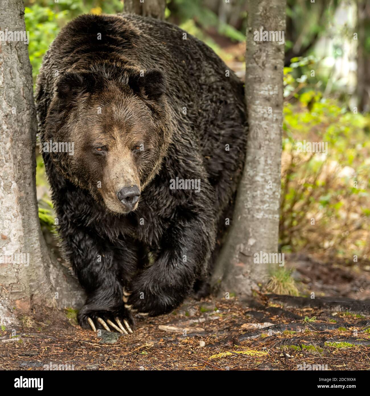 Ein männlicher Grizzlybär (Ursus arctos horribilis) Wandern in den Wäldern entlang des Flusses auf der Suche nach Laichender Lachs an der Küste von British Columbia Stockfoto
