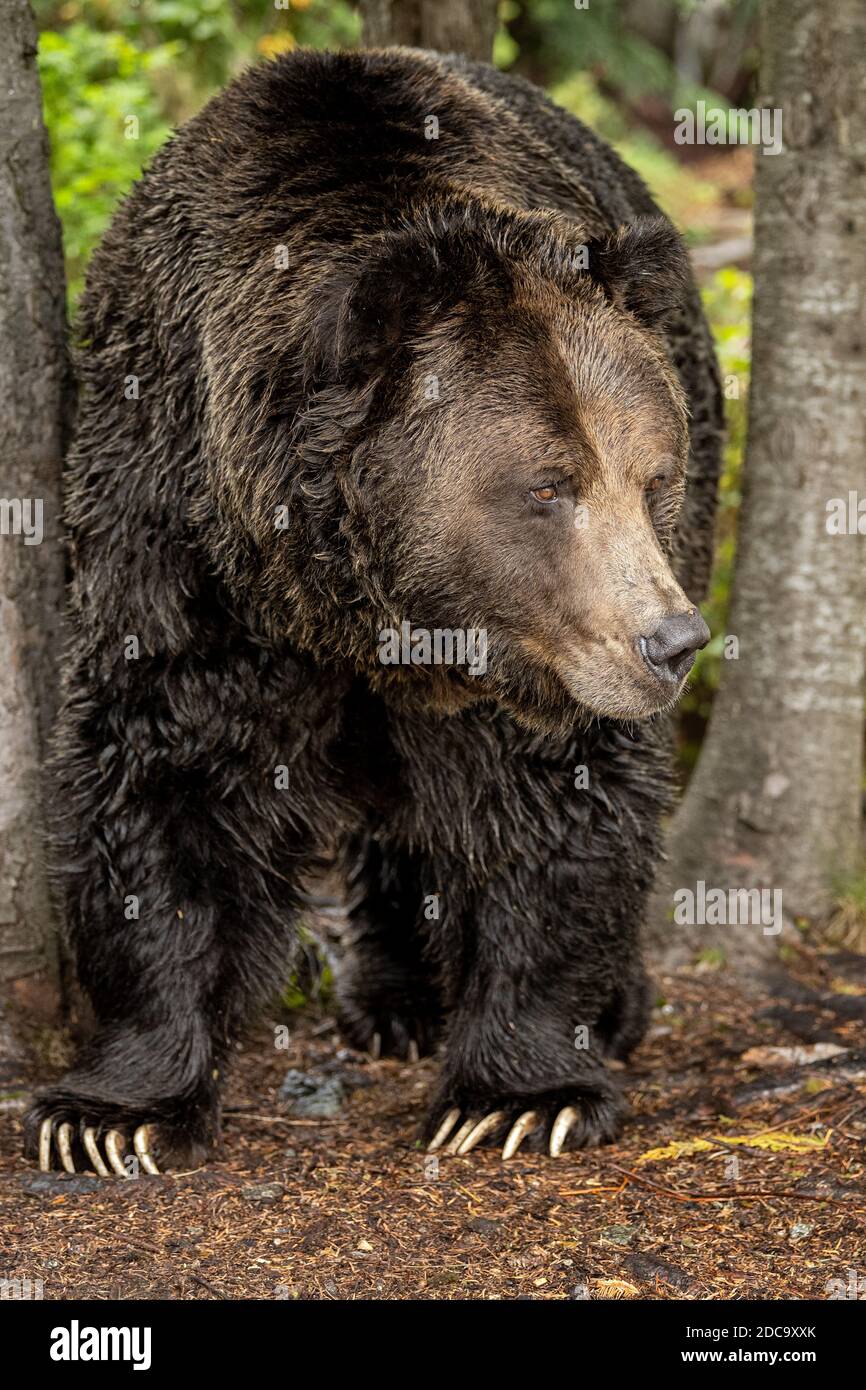 Ein männlicher Grizzlybär (Ursus arctos horribilis) Wandern in den Wäldern entlang des Flusses auf der Suche nach Laichender Lachs an der Küste von British Columbia Stockfoto