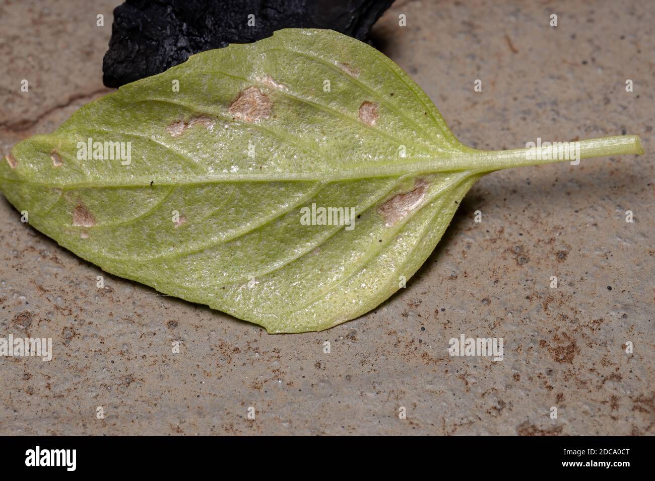 Gealtertes Blatt der Süßes Basilikum-Pflanze der Art Ocimum basilicum Stockfoto
