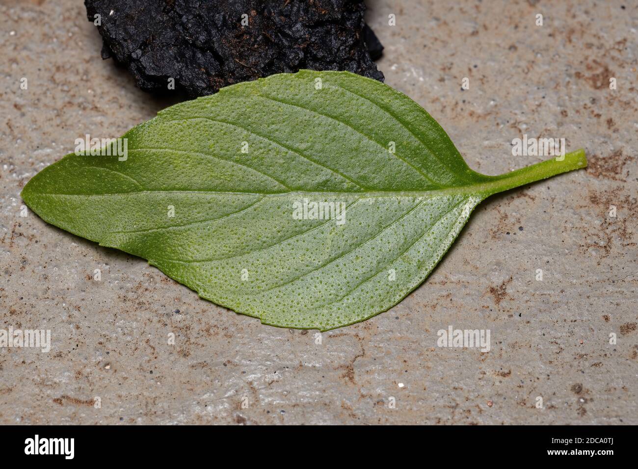 Blatt der Süßes Basilikum Pflanze der Art Ocimum Basilikum Stockfoto
