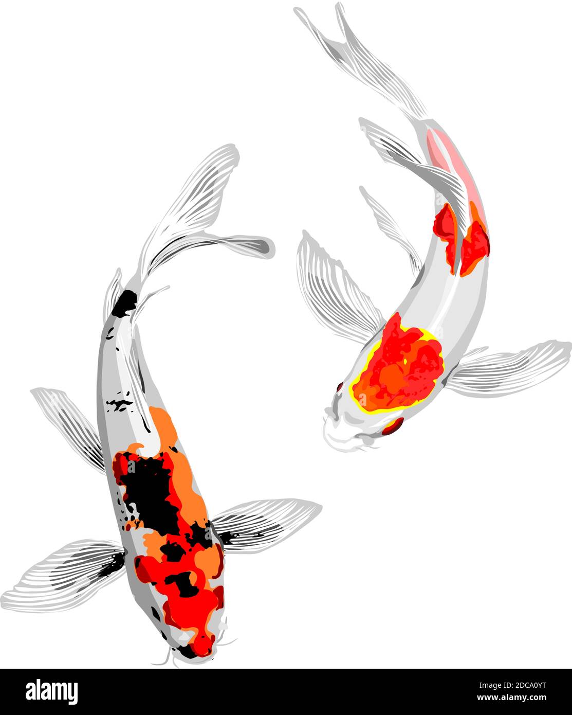 vektor von ein paar japanischen Karpfen Koi Fisch Stock-Vektorgrafik - Alamy