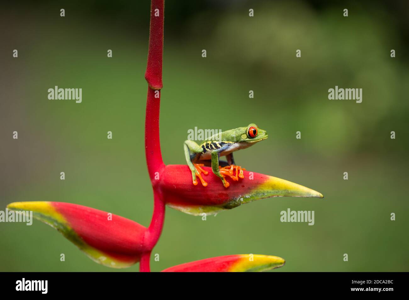 Ein rotäugiger Blattfrosch, Agalychnis calladryis, auf einer Hummerklaue-Helikonie im Selva Verde Reserve im Regenwald von Costa Rica. Stockfoto