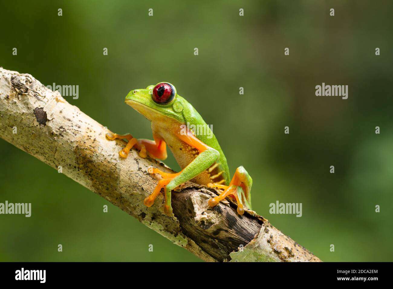 Ein Rotäugiger Baumfrosch oder Rotäugiger Blattfrosch, Agalychnis callidyas, an einem Baumzweig im tropischen Regenwald Costa Ricas. Stockfoto