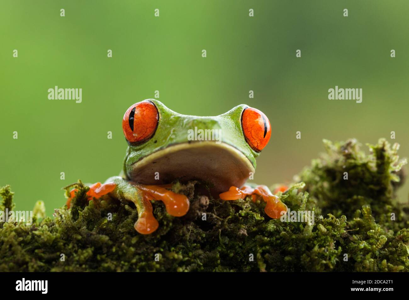 Die leuchtend roten Augen eines Rotäugigen Blattfroschs oder Rotäugigen Baumfroschs in Costa Rica. Stockfoto