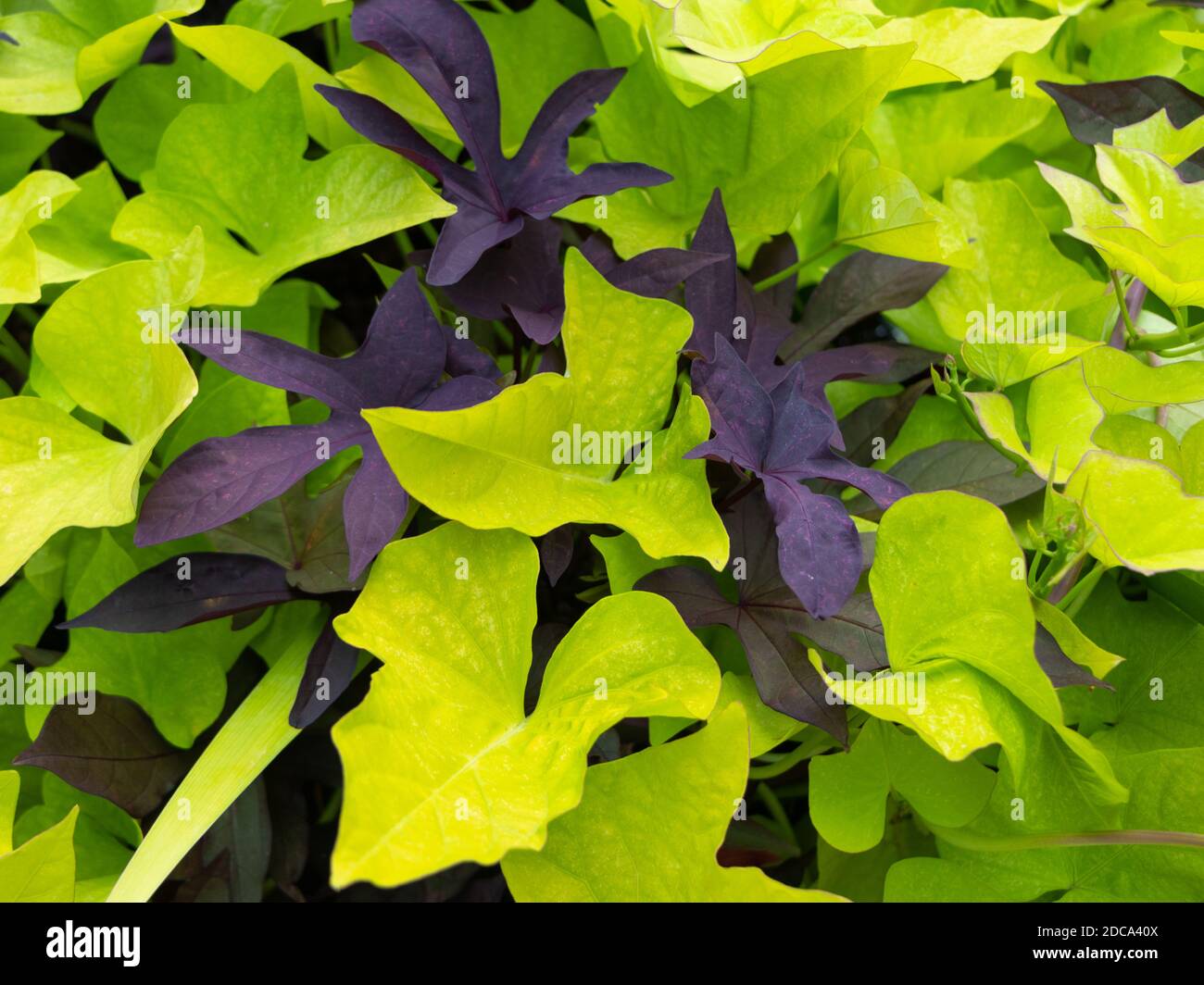 Nahaufnahme der grünen und lila Blätter der Pflanze in Der tiefe Süden Stockfoto