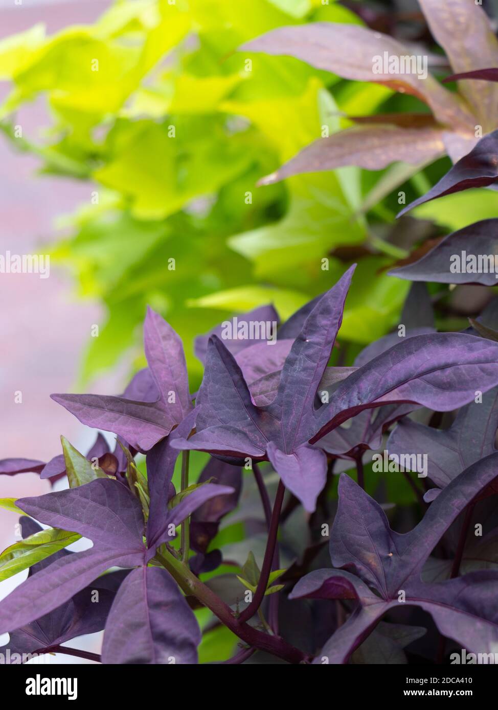 Nahaufnahme der grünen und lila Blätter der Pflanze in Der tiefe Süden Stockfoto