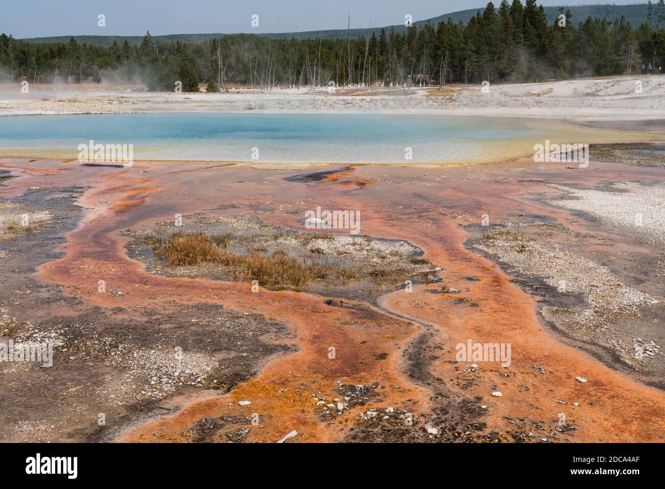 Heißes Wasser mit einer Matte aus bunten thermophilen Bakterien fließt Aus dem Regenbogenbecken steigt Dampf in den Schwarzen auf Sandbecken des Yellowstone National Par Stockfoto