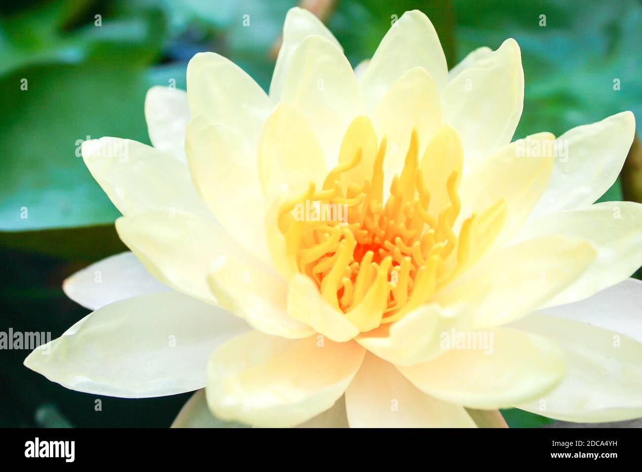 Nahaufnahme Weißer Lotus und gelber Pollen Stockfoto