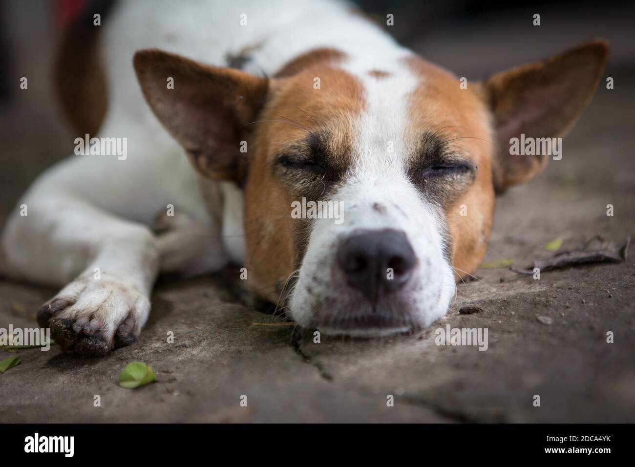 Nahaufnahme schlafender Hund auf dem Boden Stockfoto