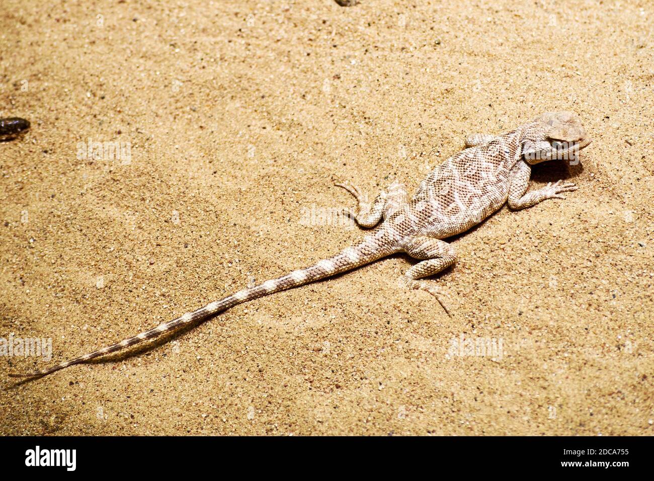 Eine kleine Sandeidechse versteckt sich in der Wüste mit Tarnhaut. Tiere in der Wildnis und Natur Kulissen Stockfoto