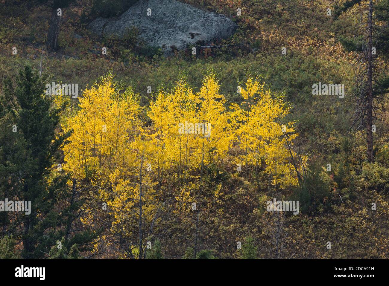 Leuchtend gelbe Espenbäume in Herbstfarbe inmitten der Kiefern in den Bergen im Yellowstone National Park in Wyoming, USA. Stockfoto