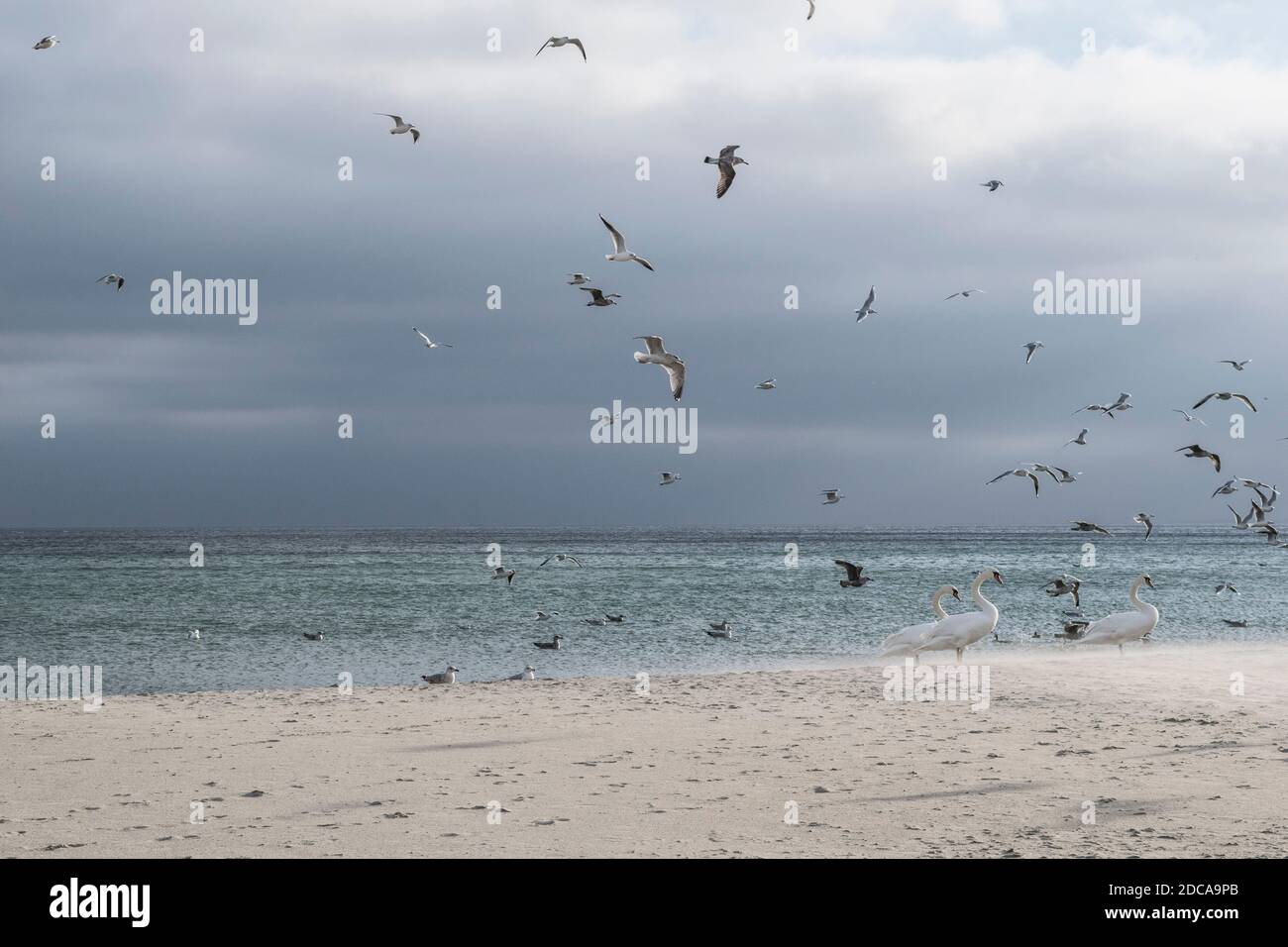Vögel am Strand der Ostsee. Danzig, Polen. Stockfoto