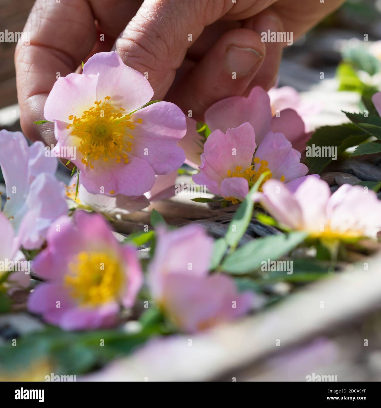 Rosenblüten trocken, Blüten werden zum Trocknen auf einem Tablett ausgestellt, Rosenblüten-Ernte, Rosenblüten sammeln, Hunds-Rose, Hundsrose, Heckenros Stockfoto