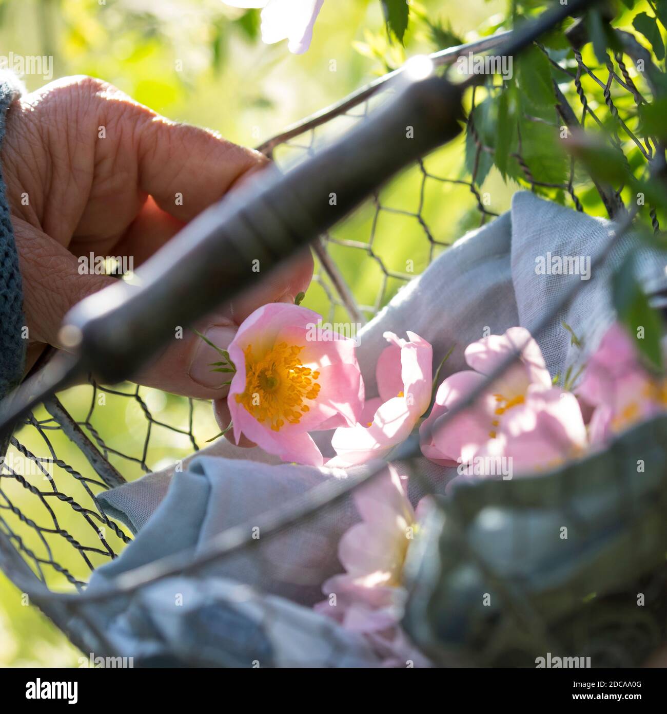 Rosenblüten-Ernte, Rosenblüten sammeln, Kräuterernte, Kräuter sammeln, Hunds-Rose, Hundsrose, Heckenrose, Wildrose, Rose, Rosen, Rosenblüten, Blüten, B Stockfoto