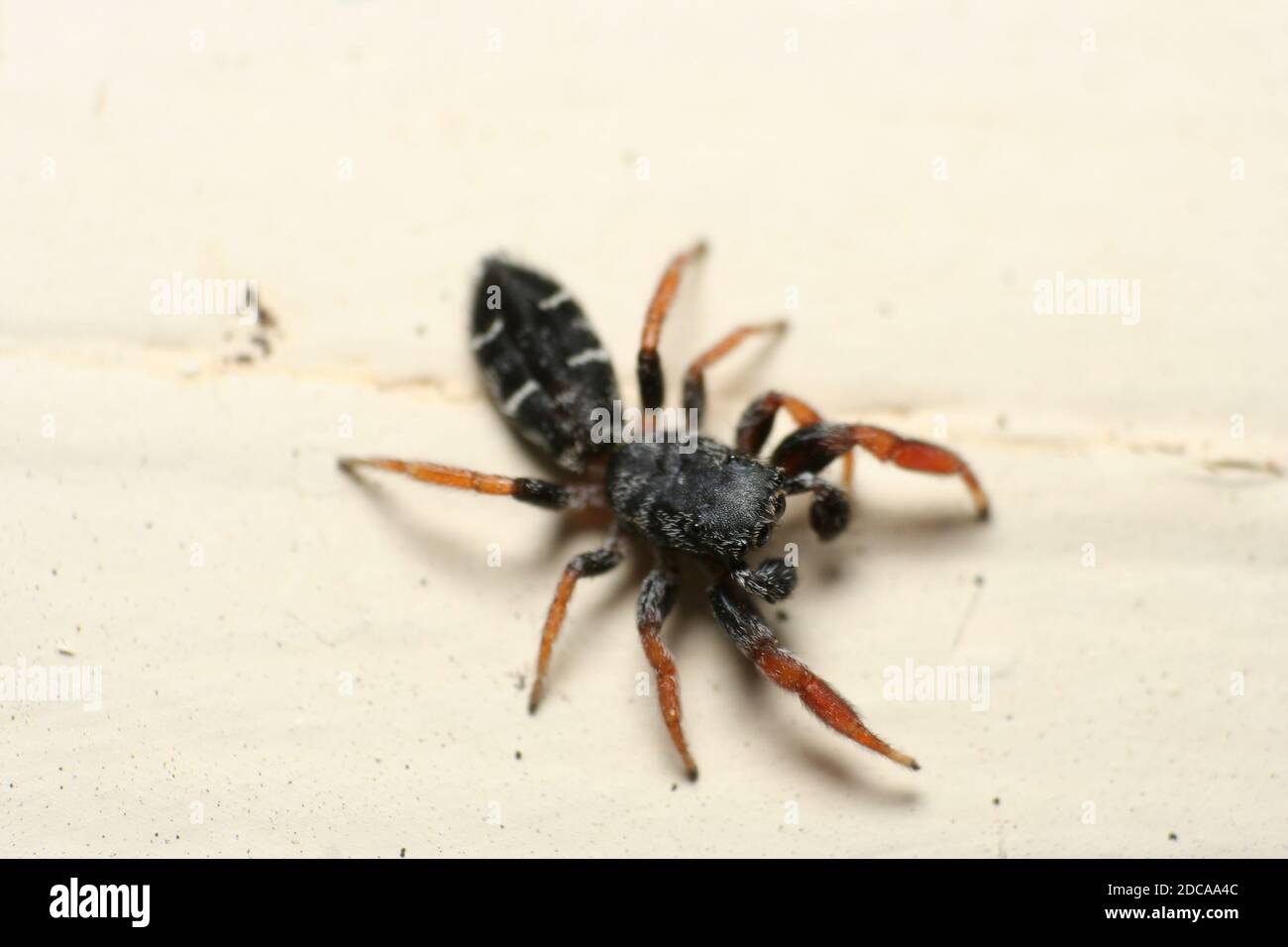 Jovial Jumping Spider (Apricia cf jovialis) Stockfoto