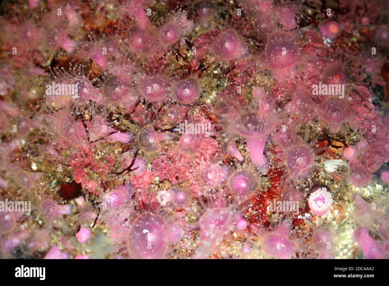Erdbeeranemone Corynactis annulata Stockfoto