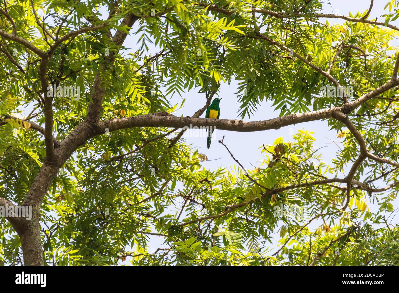 Afrikanischer Smaragd-Kuckuck (Chrysococcyx cupreus) auf einem Baum thront, heimisch in Afrika im Wondo Genet Park, Äthiopien Afrika Tierwelt Stockfoto