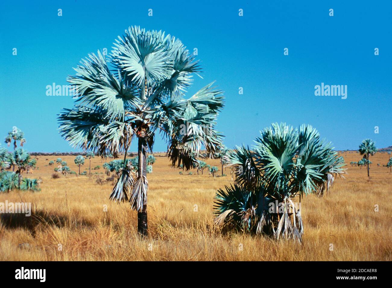 Bismarckia nobilis Palms und offenes Grasland oder Buschland in Isalo Nationalpark oder Naturschutzgebiet Madagaskar Stockfoto
