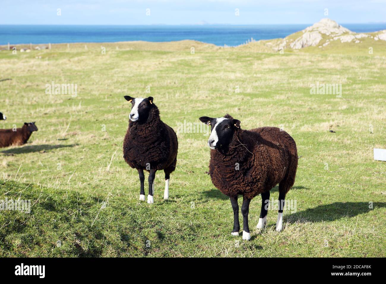 Zwartbles Schafe weiden auf der Isle of Iona, Inner Hebrides, Schottland Stockfoto