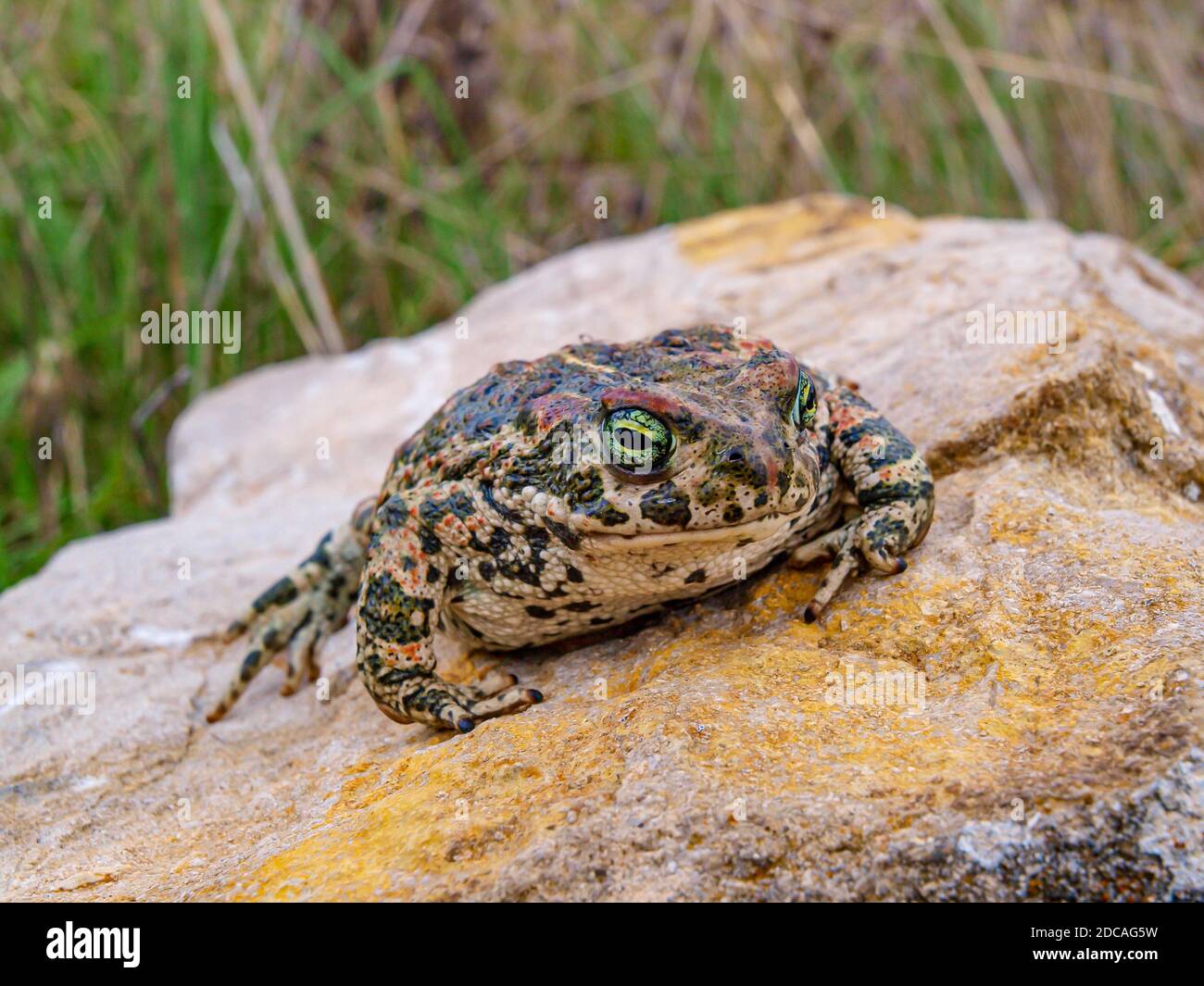 Kröte (Epidalea calamita, SYN.: Bufo calamita) Stockfoto