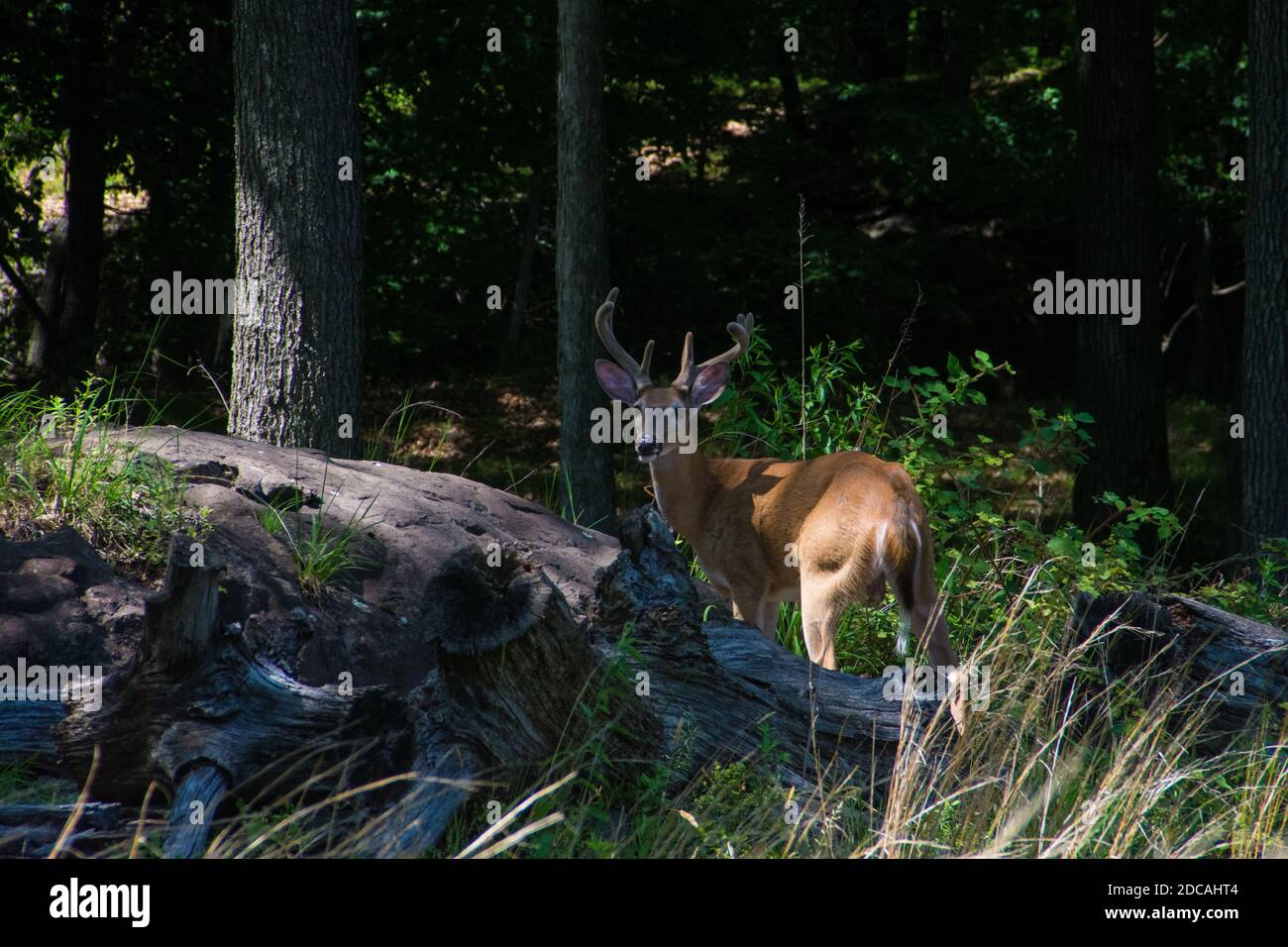 WOODLAND PARK, VEREINIGTE STAATEN - Aug 30, 2020: Hirsch im Wald im Sommer nehmen am 8/29/2020 Stockfoto