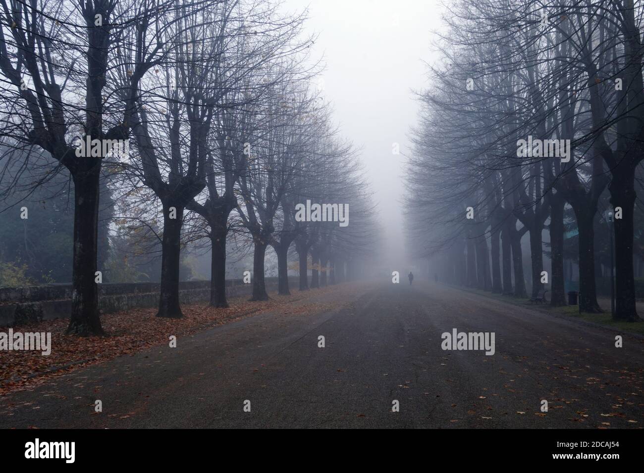 Baumgesäumte Allee eines öffentlichen Parks an einem nebligen Morgen Im Spätherbst Stockfoto