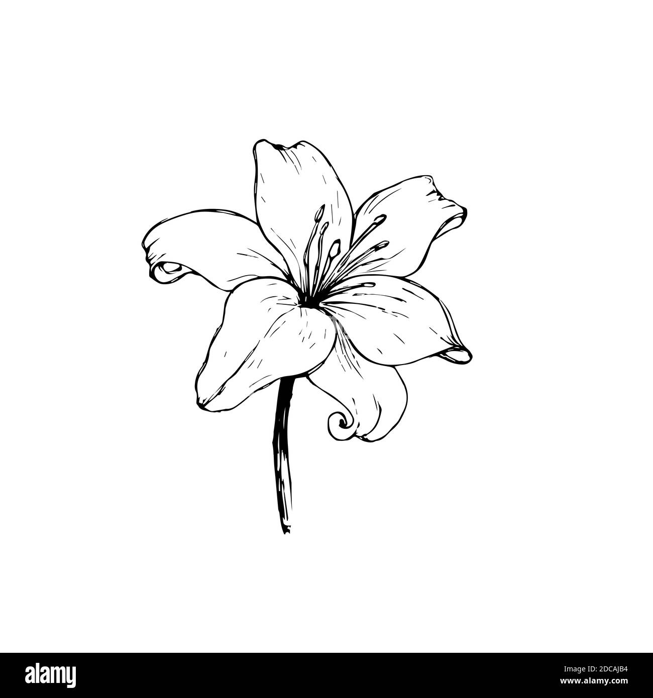 Vektor schwarze Umrisse von Lily Blumen isoliert auf einem weißen Hintergrund. Aufkleber, Tattoo, Skizze Stockfoto
