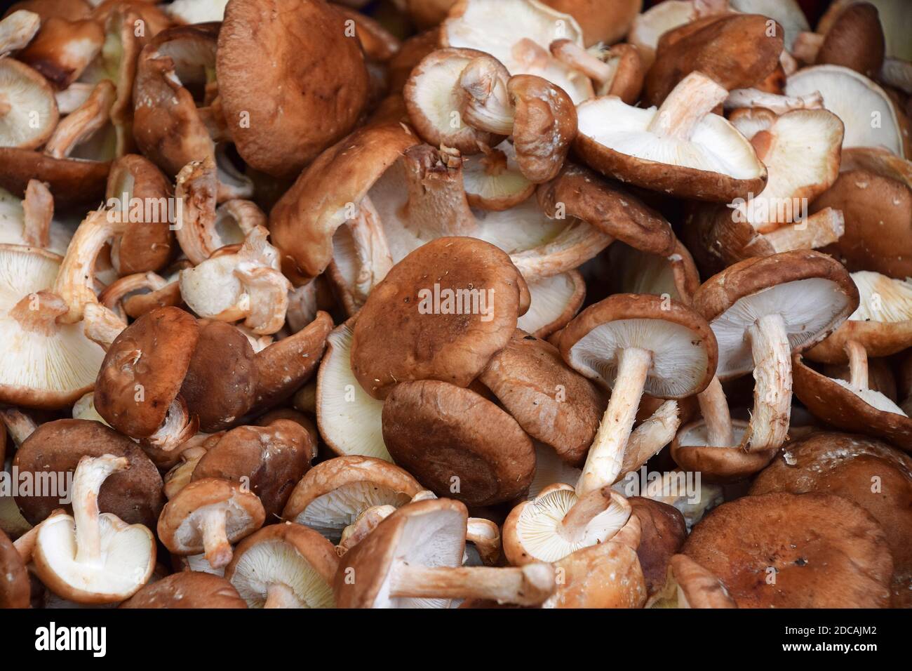 Close up essbare Pilze shiitake (lentinula Edodes) im Einzelhandel, Display, hohe Betrachtungswinkel Stockfoto