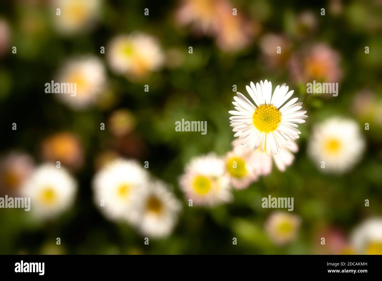 Erigeron karvinskianus in voller Blume, die über einen felsigen Hintergrund, natürliche Blumenportrait fließt Stockfoto