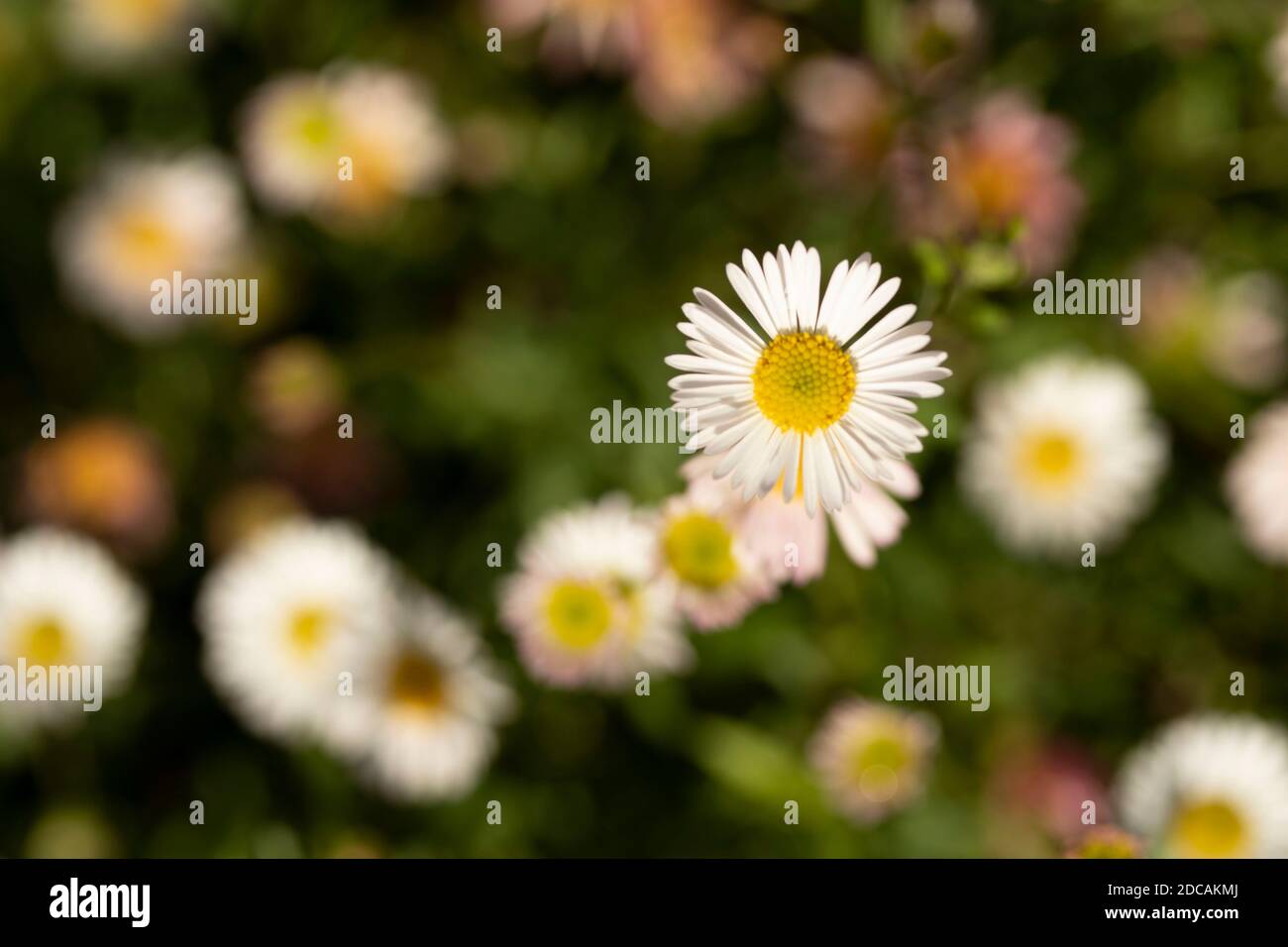 Erigeron karvinskianus in voller Blume, die über einen felsigen Hintergrund, natürliche Blumenportrait fließt Stockfoto