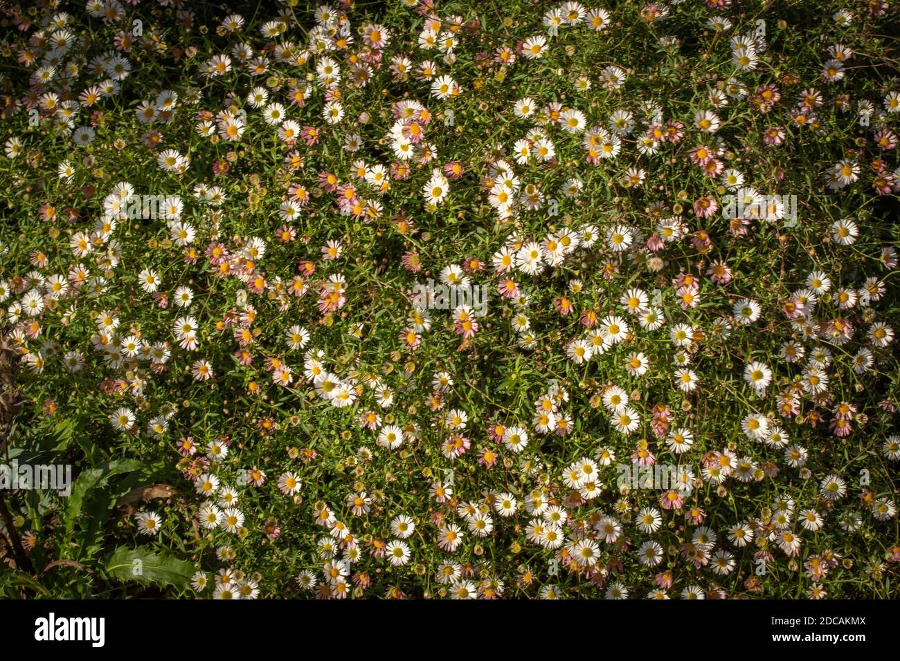 Erigeron karvinskianus in voller Blume, die über einen felsigen Hintergrund, natürliche Blumenportrait fließt Stockfoto