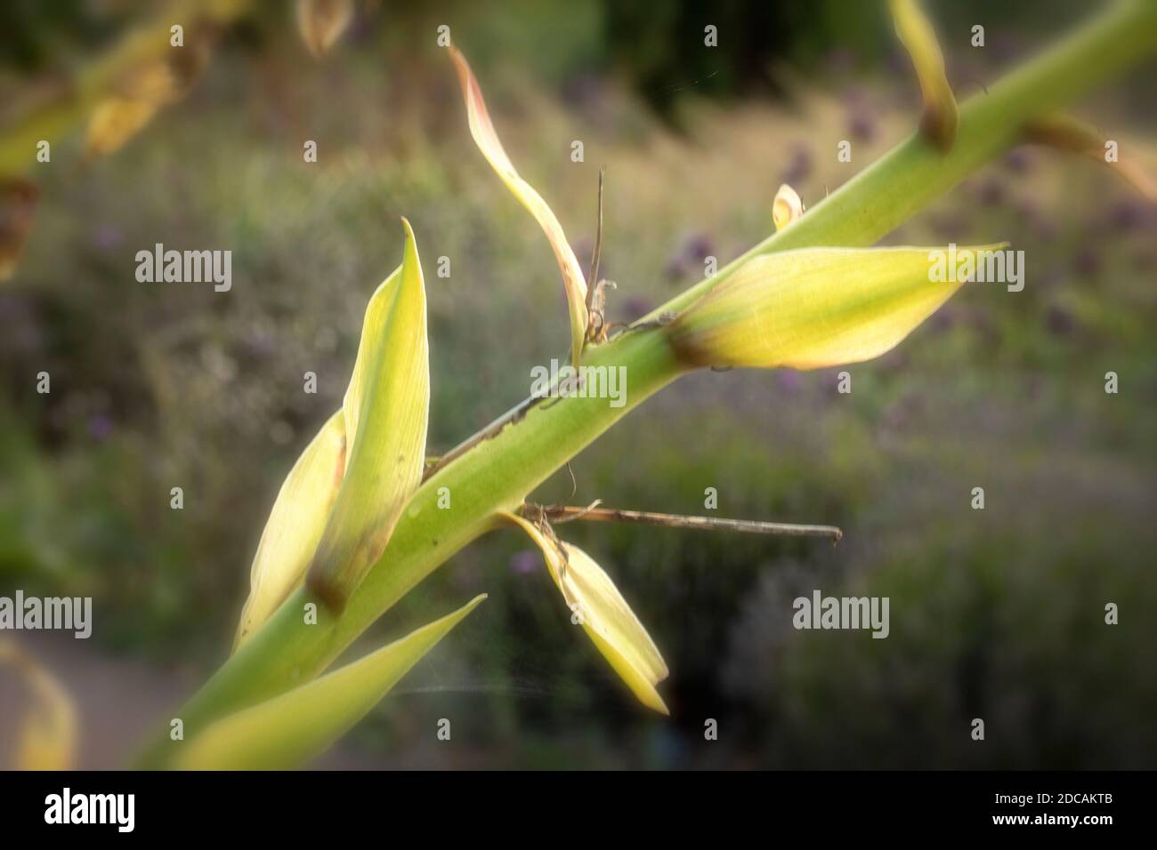 Nahaufnahme von Yucca Gloriosa Stiel mit weichem Hintergrund, natürliches Pflanzenportrait Stockfoto