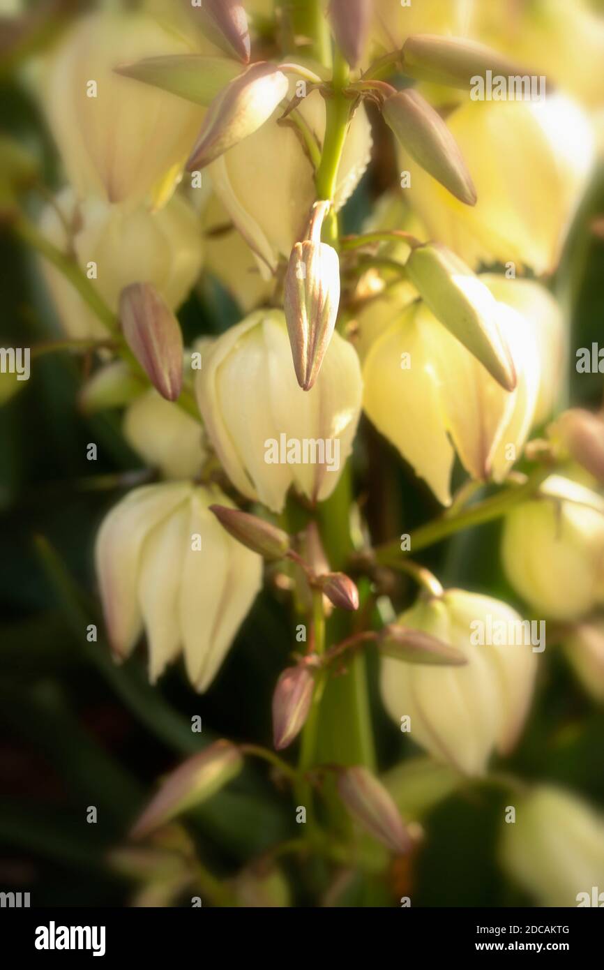 Yucca Gloriosa, Nahaufnahme natürliches Blumenportrait Stockfoto