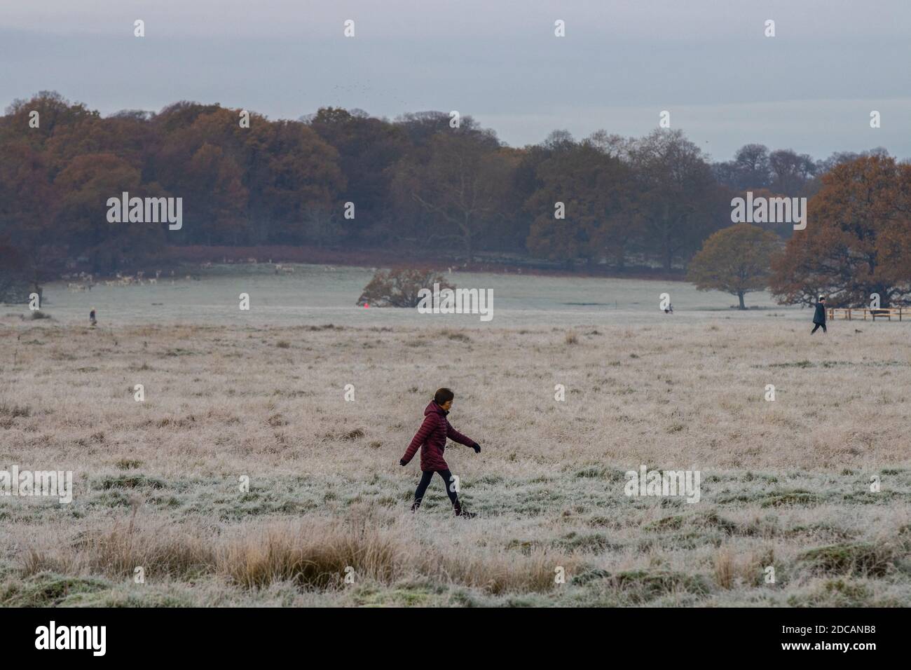 Richmond Upon Thames, London. November 2020. UK Wetter: Eine frostbedeckte Landschaft im Richmond Park im Westen Londons an einem hellen Herbstmorgen, Richmond upon Thames, England, Großbritannien. November 2020. England, Vereinigtes Königreich Kredit: Jeff Gilbert/Alamy Live News Stockfoto
