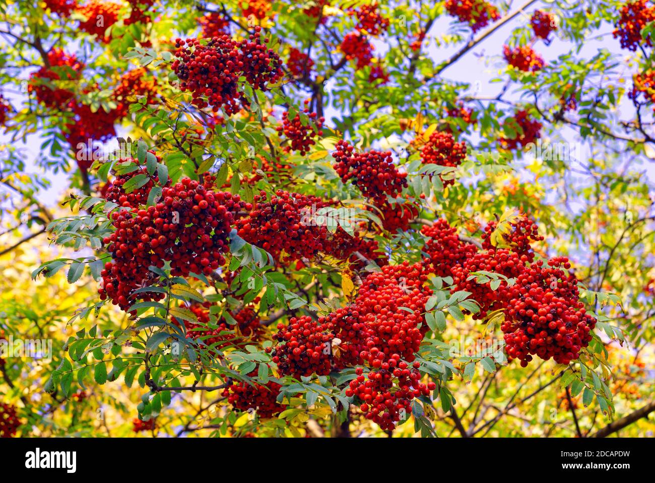 Rowan rote Beeren im Herbst. Stockfoto