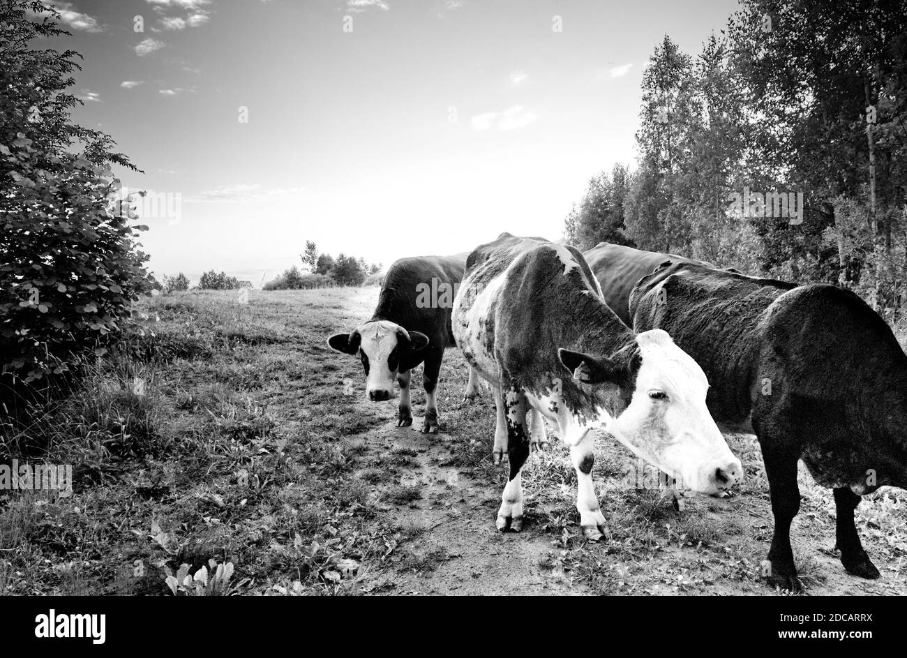 Kühe, die von der Weide ausgehen, in schwarz und weiß. Stockfoto
