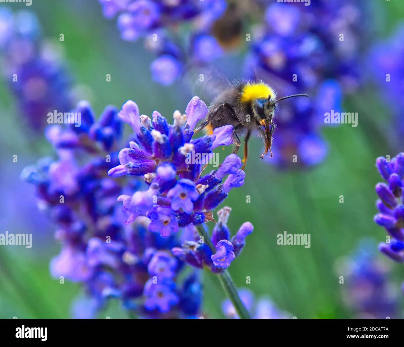 Nahaufnahme der Hummel, die Nektar für Honig aus Lavendelblüten sammelt. Stockfoto