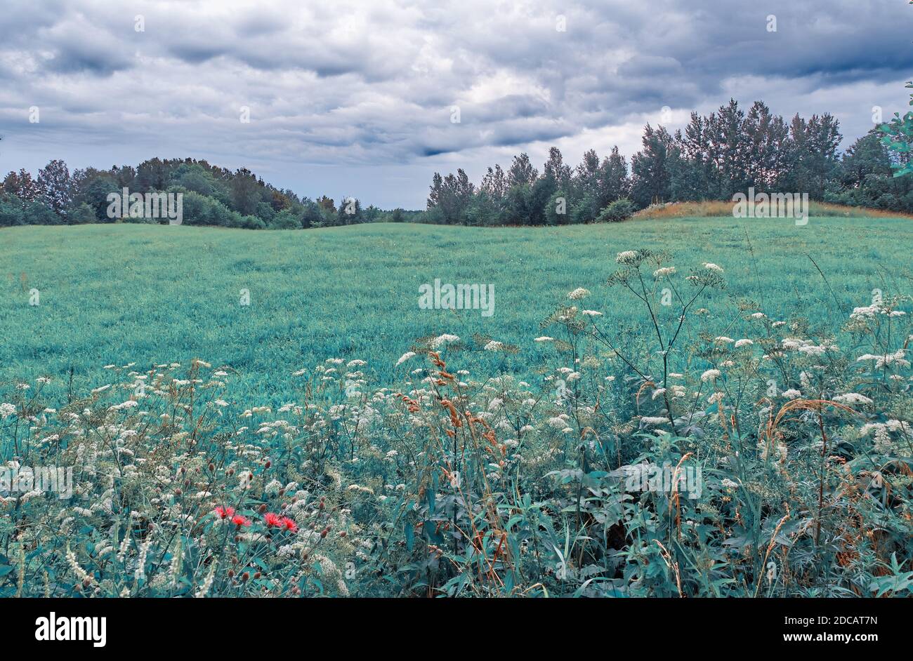 Landschaftsansicht auf einer Weide in der Region Suwałki mit roten Blumen im Vordergrund. Stockfoto