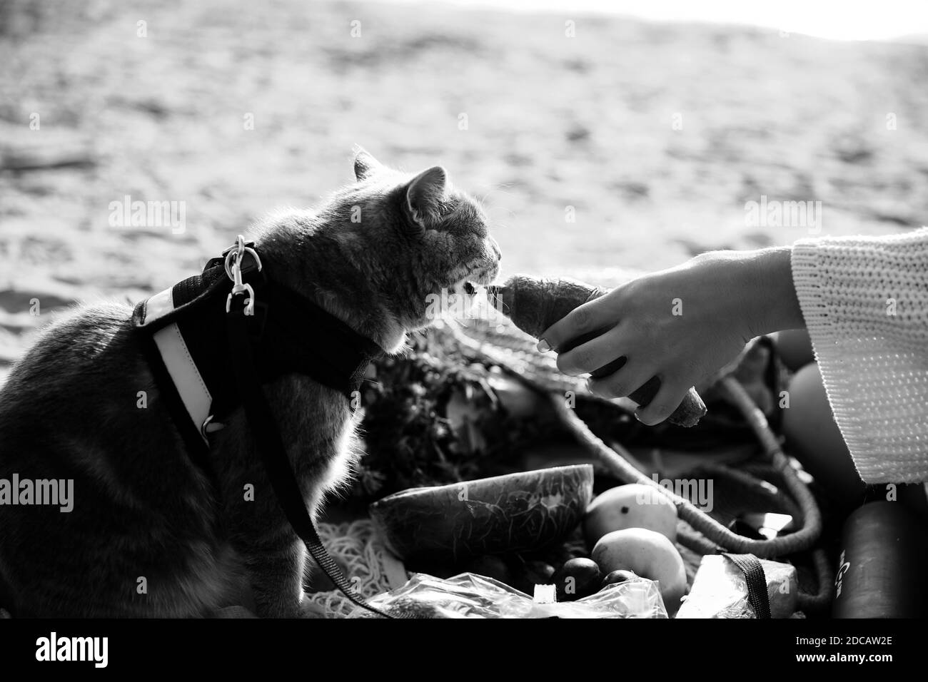 Dieses Stockfoto zeigt eine schottische gerade graue Katze mit Eine Leine am Strand an einem sonnigen Tag Stockfoto