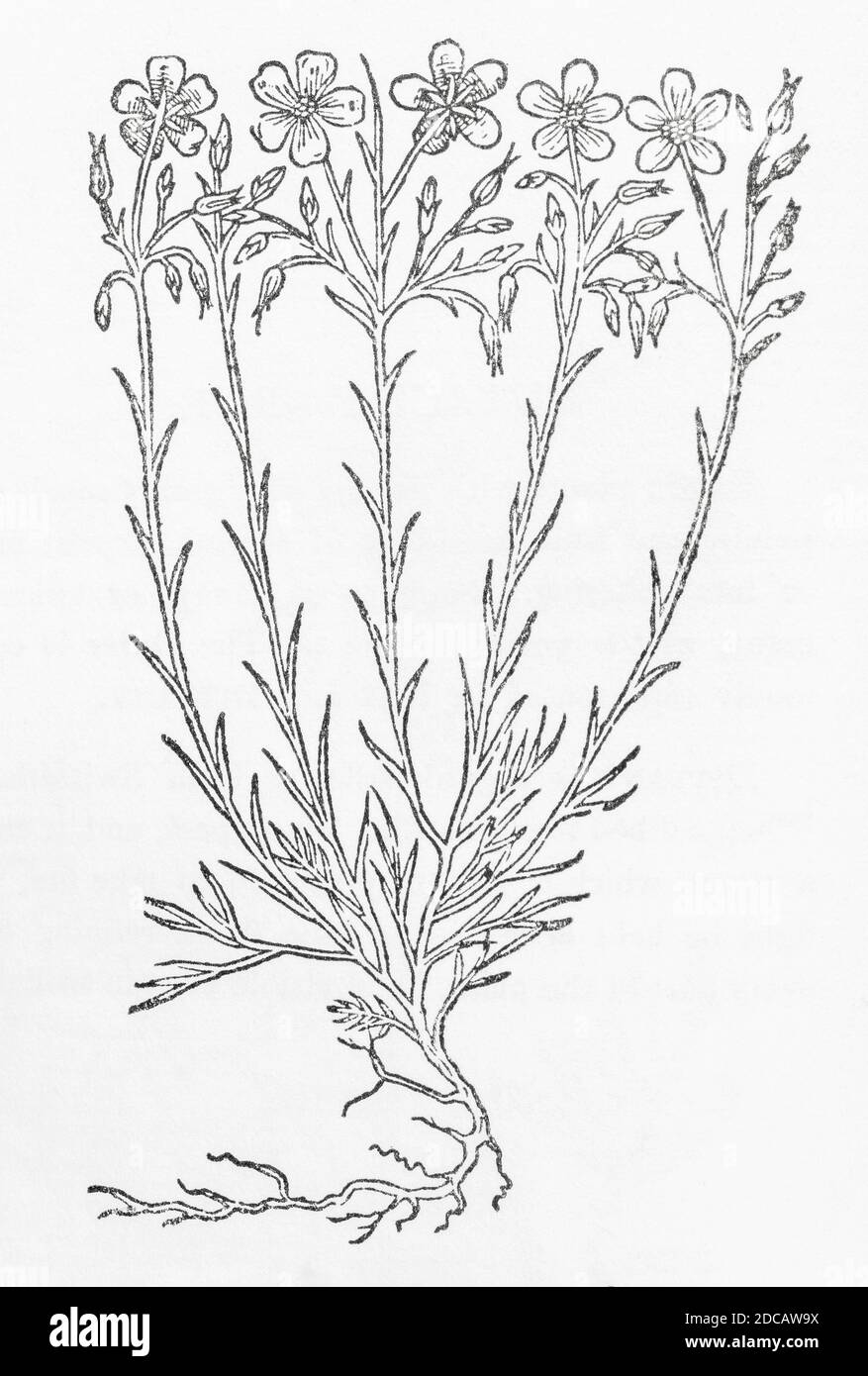 Dünnblättriger Wildflachs-Holzschnitt aus Gerardes Herball, Pflanzengeschichte. Er bezeichnet es als 'Wilde weiße Flaxe' / Linum sylvestre floribus albis. P446 Stockfoto